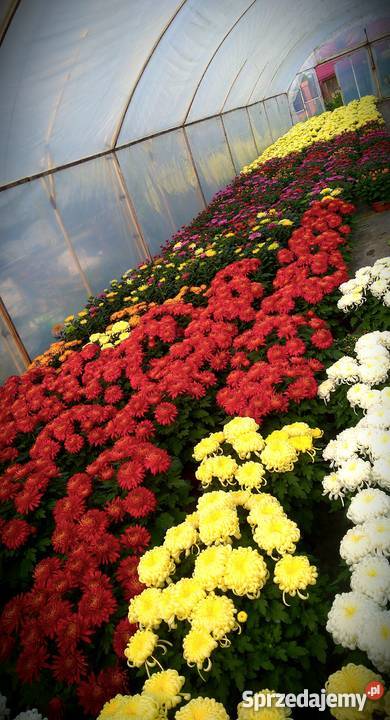 Chryzantemy szlachetne sterowane Dom i Ogród Zawichost
