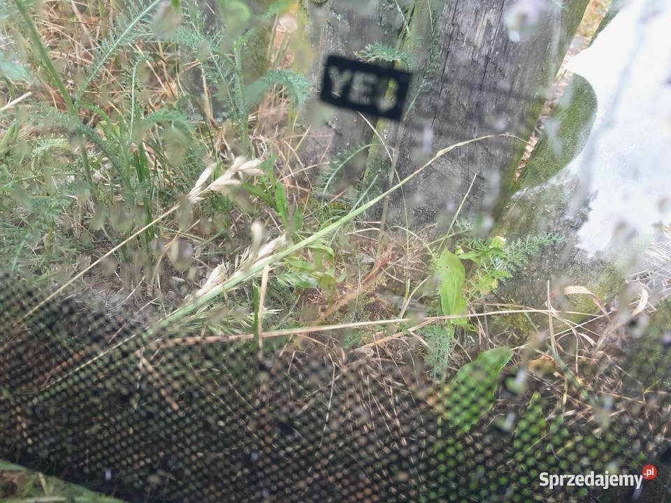 Golf 4 szyba przód opolskie Domaszowice