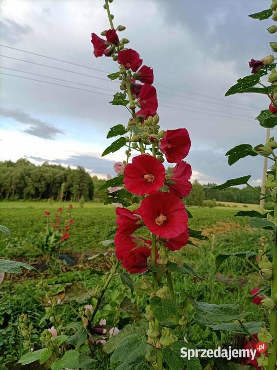 Malwa mix kolorów Dom i Ogród Jatwieź Mała