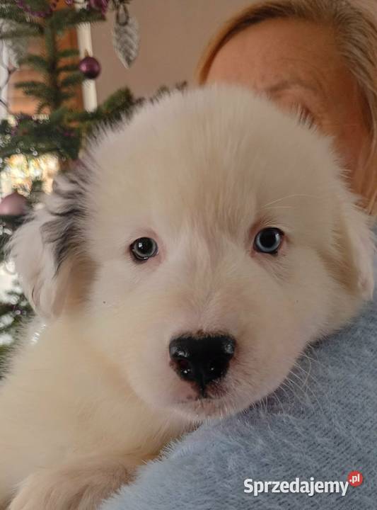 Szczeniaki Lajka Jakucka