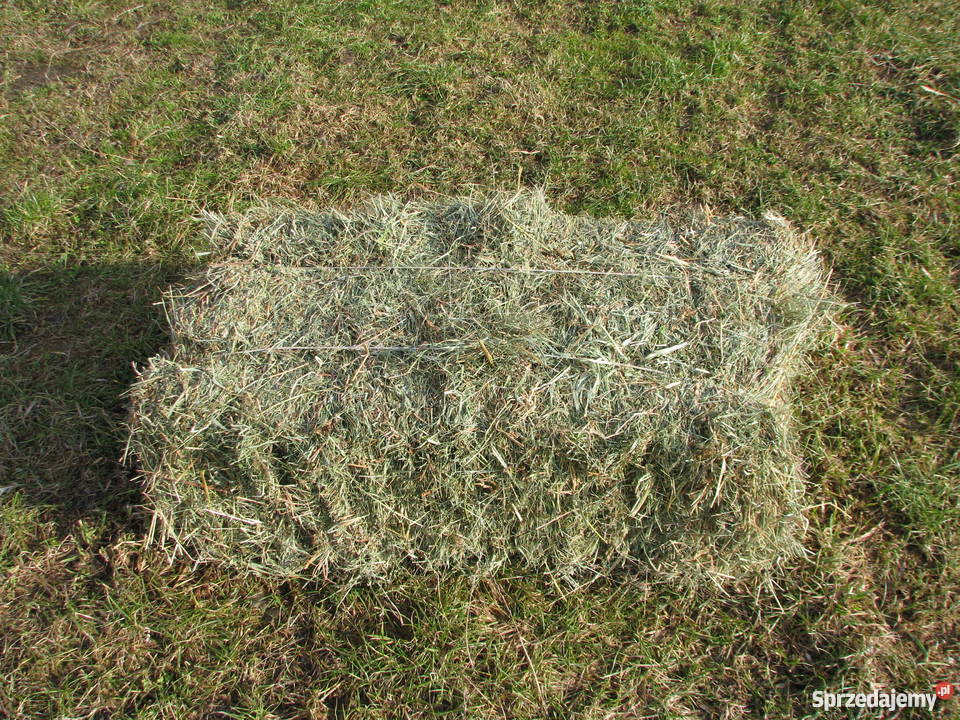 Pszenica jarasiano Siedlce