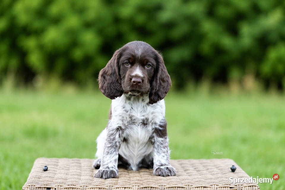 Polski Spaniel Myśliwski -  Psy Artemidy FCI -  szczeniak pies