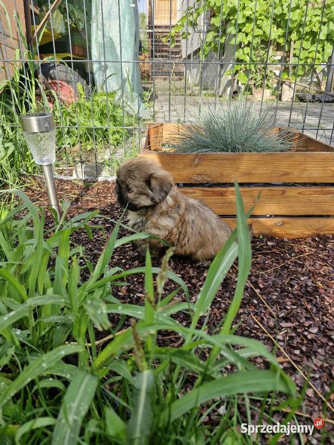 Shih tzu sprzedam Morąg