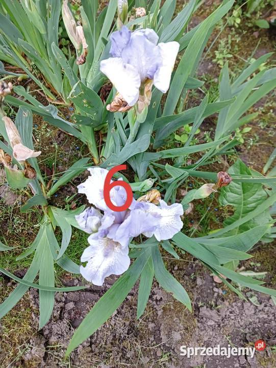 Irysy miniaturki ponad 20 kolorów podkarpackie Wacławice