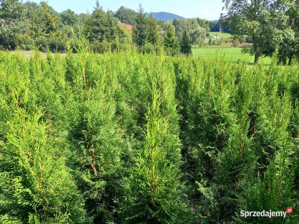 Tuja tuje Szmaragd Kalwaria Zebrzydowska sprzedam