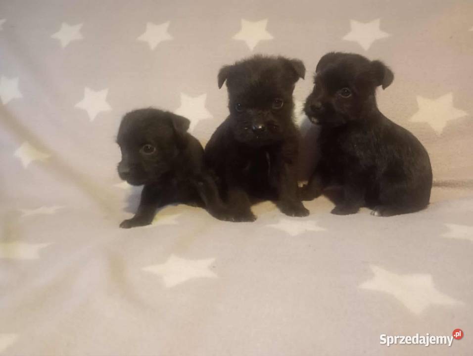 Hybryda Staffordshire Bull Terrier Pudel podkarpackie Rzeszów sprzedam