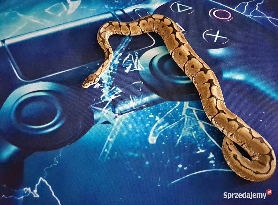 Wąż pyton królewski samiec jedzenie Opole