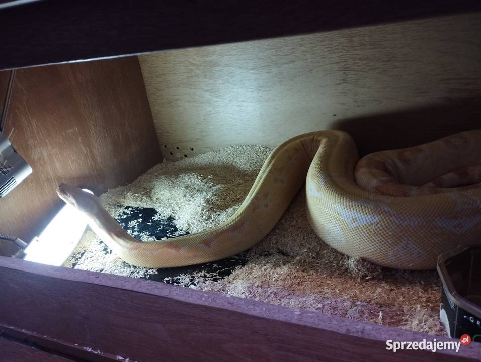 Sprzedam albino kahl Zwierzęta pomorskie Starogard Gdański