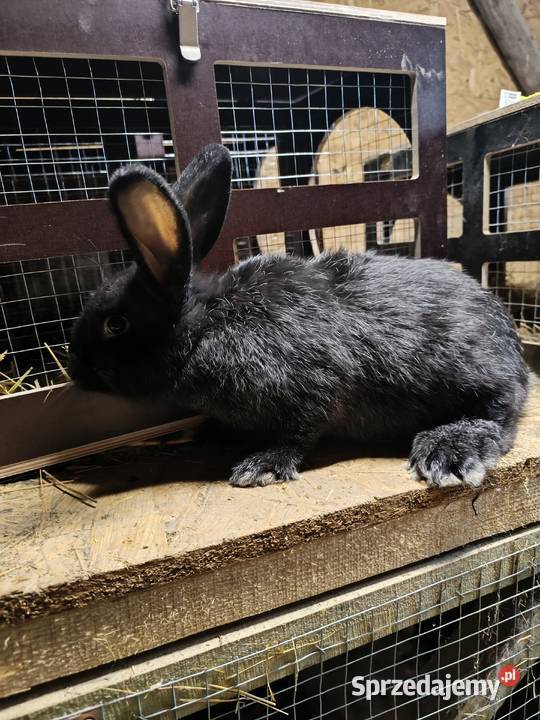 Sprzedam młode samce mieszańce Ciężkowice