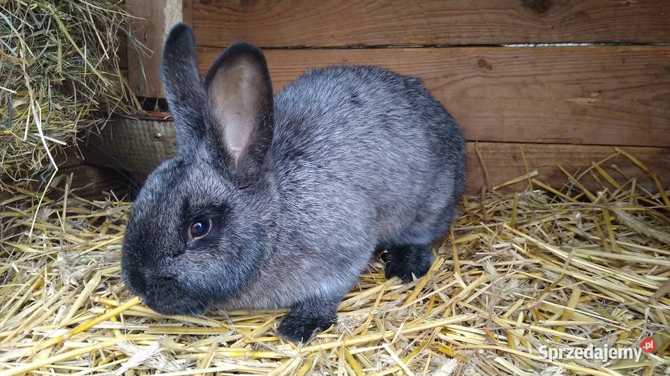 Królik nowozelandzki jasnosrebrzysty samiczka Szynwałd