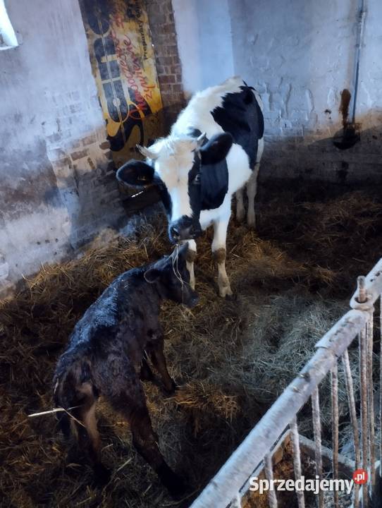 Sprzedam krowę białogzbietke z cielakiem Jabłoń