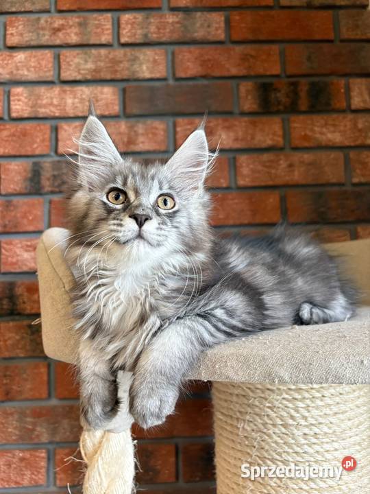 Maine Coon Kotka Mia Maine Coon kujawsko-pomorskie Szembruk