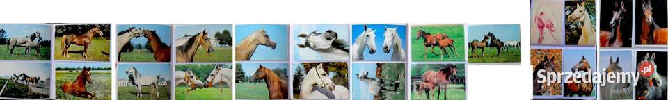 Stare pocztówki PRL Koty Psy Konie około 400 Biała Podlaska