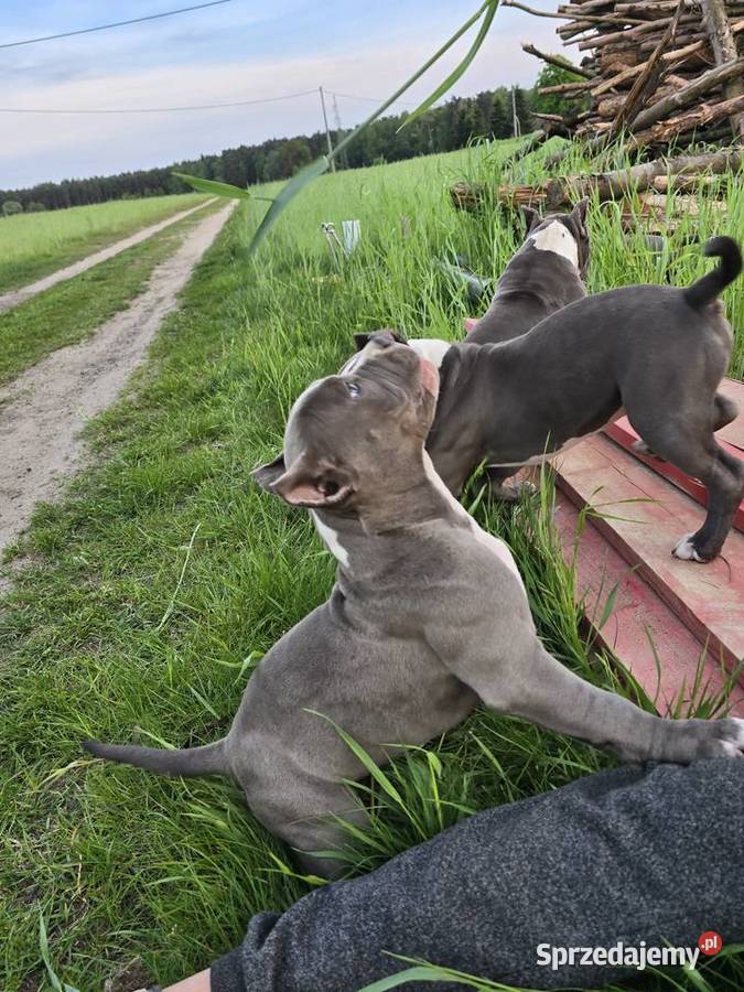 American bully wielkopolskie Opalenica