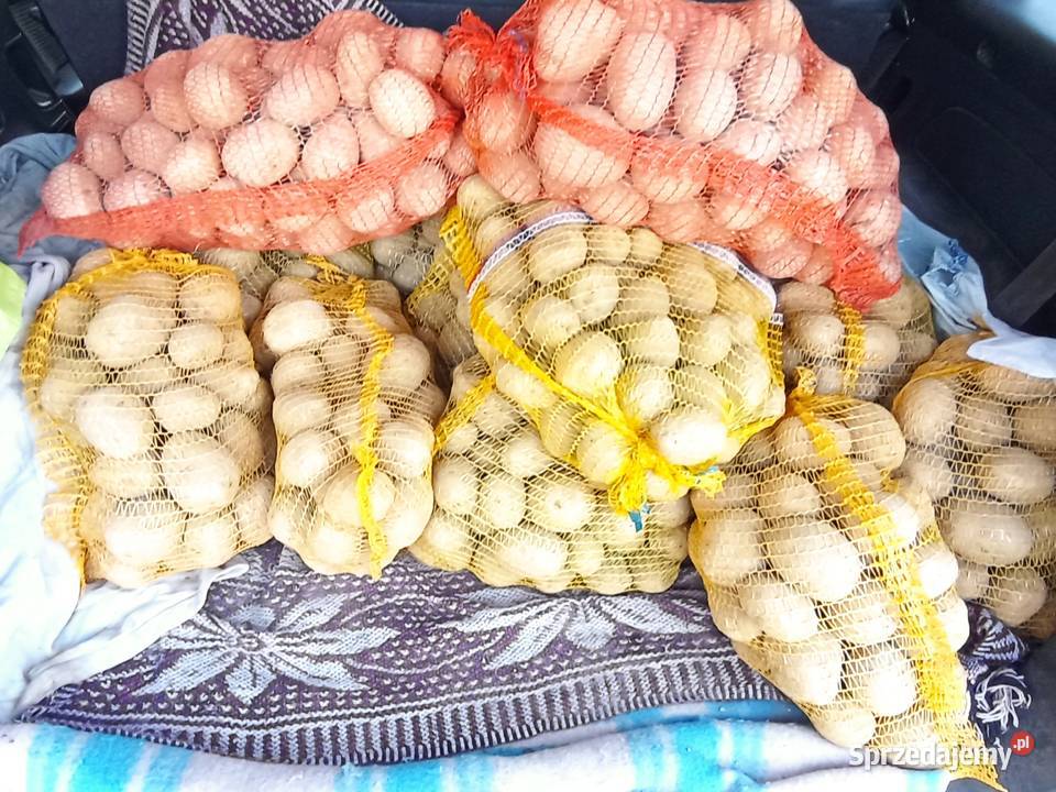 ZIEMNIAKI odm Gala Prosto Rolnika Jadalne Golasowice