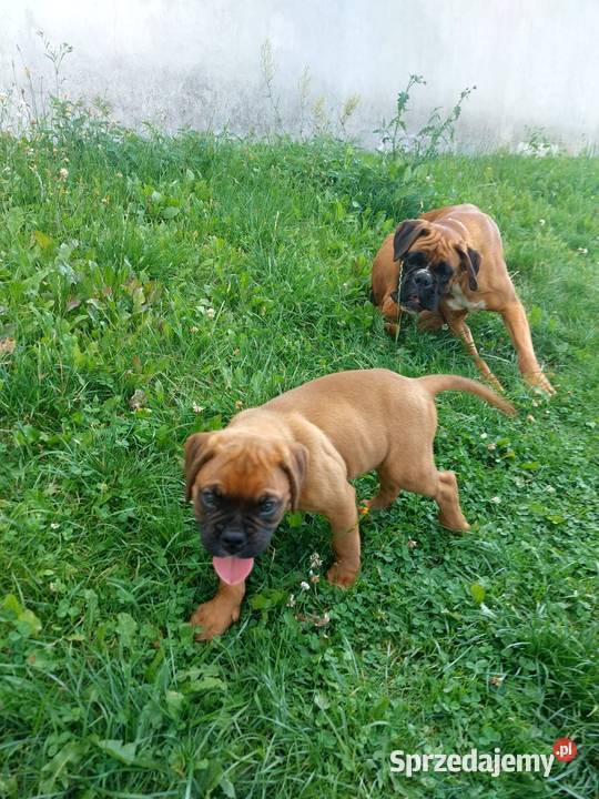Bokserki Bokser Międzyrzec Podlaski sprzedam