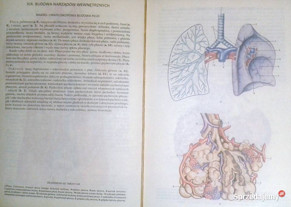 Mały atlas anatomiczny Witold Sylwanowicz lubelskie sprzedam