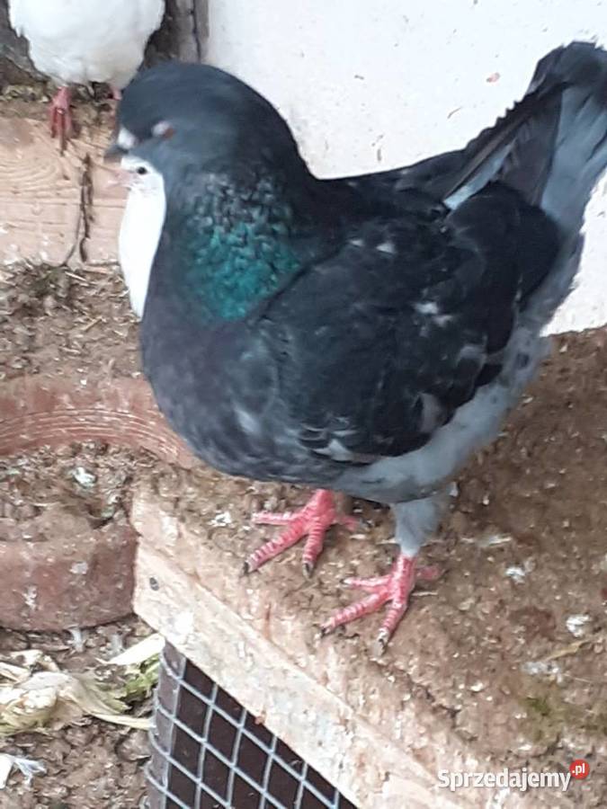 Kingi gołębie Staszów