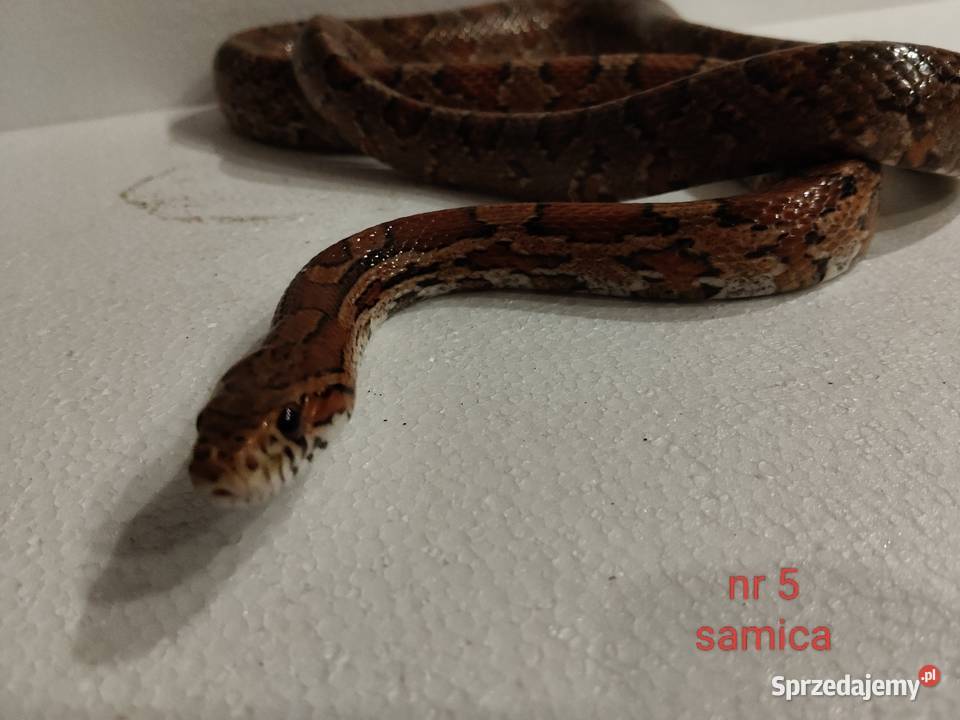 Węże zbożowe Dąbrowa Górnicza