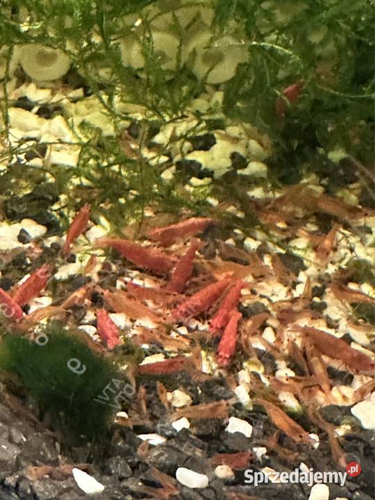 Krewetki neocaridina red cherry Aleksandrów Łódzki