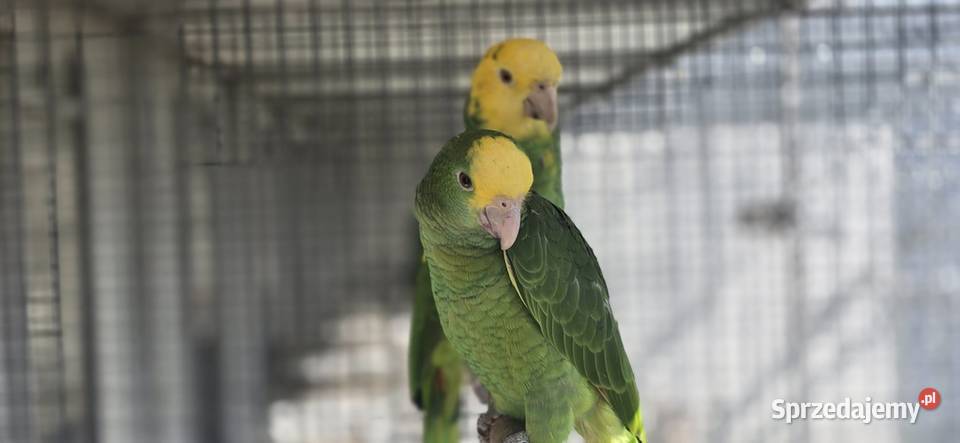 Amazonka Oratrix Magna żółtogardła Ptaki Skawina