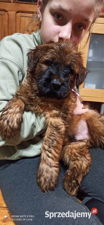 Briardszczeniak Opole