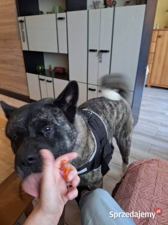 Akita Amerykańska Samiec reproduktor 5lat śląskie Wodzisław Śląski