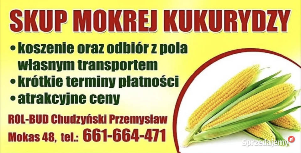 SKUP MOKREJ KUKURYDZY Sochaczew