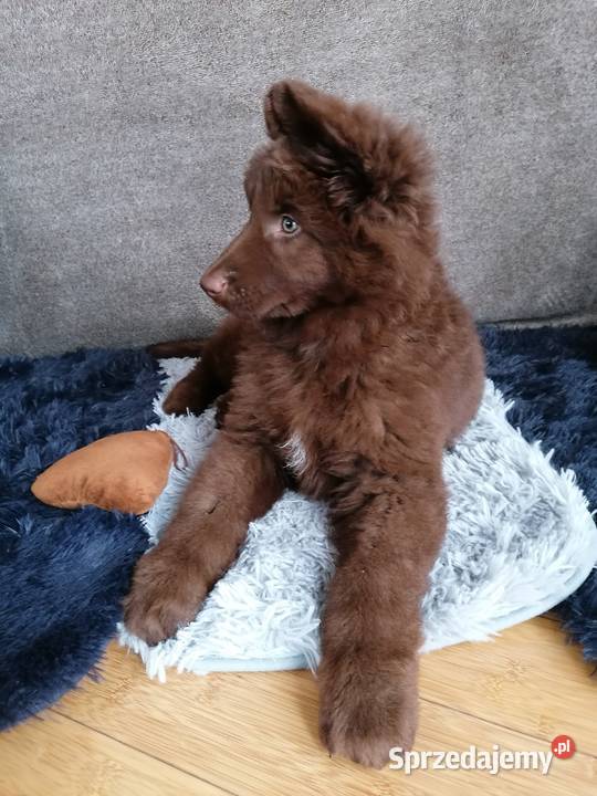 Owczarek niemiecki komplet szczepień czekoladowy Świerklany sprzedam