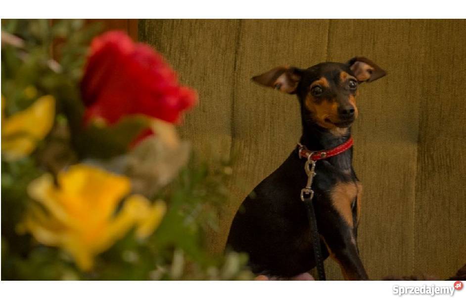 Pies Pinczer miniaturowy ODDAM Włocławek