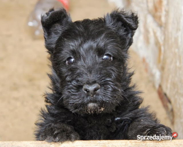 Terierki szkockie westy Stargard Szczeciński sprzedam