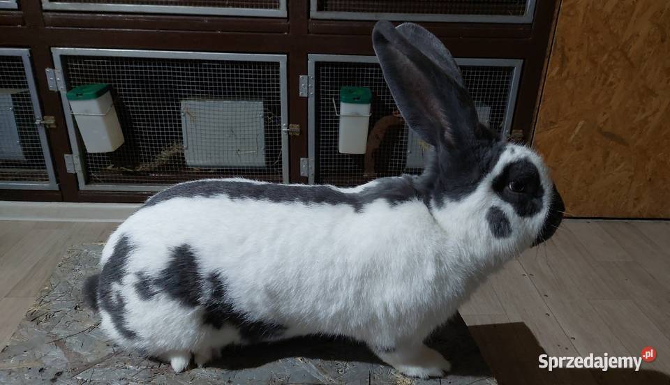 OSN Olbrzym Srokacz Niebieski samiec małopolskie Szczyrzyc