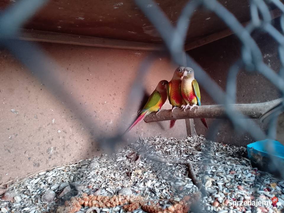 rudosterki pinaple sprzedam małopolskie Siepraw