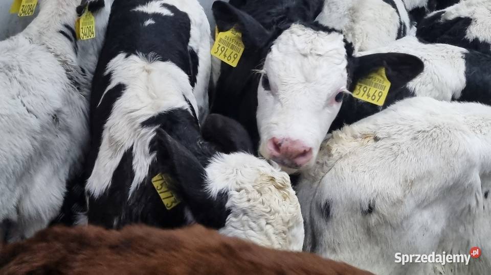 Sprzedam Byczki POLSKIE Piotrków Trybunalski