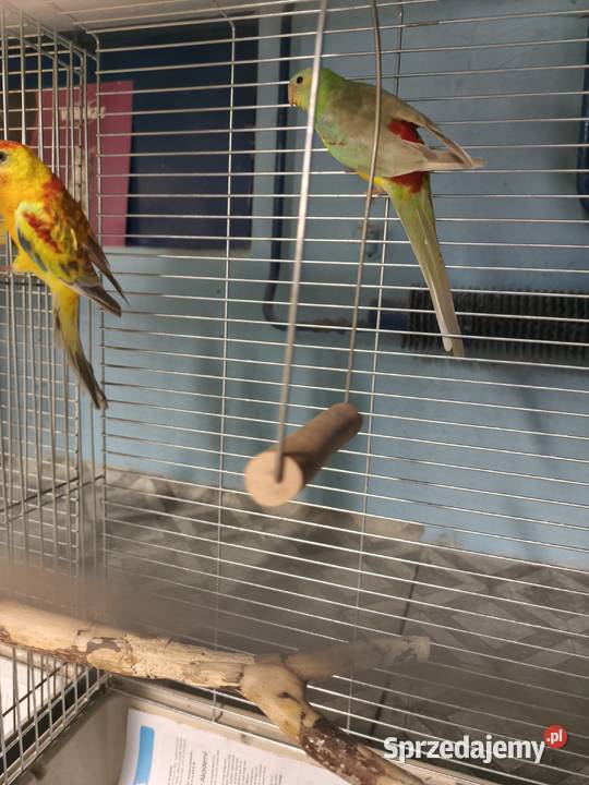 Świergotki seledynowe Zwierzęta Poznań