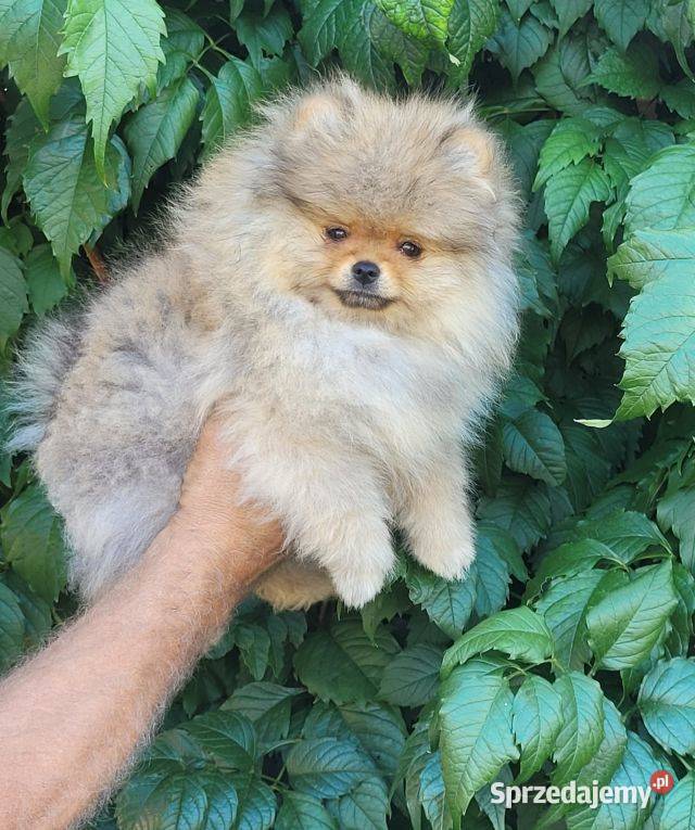 Szpic miniaturowy pomeraniansuczka ZKwP FCI
