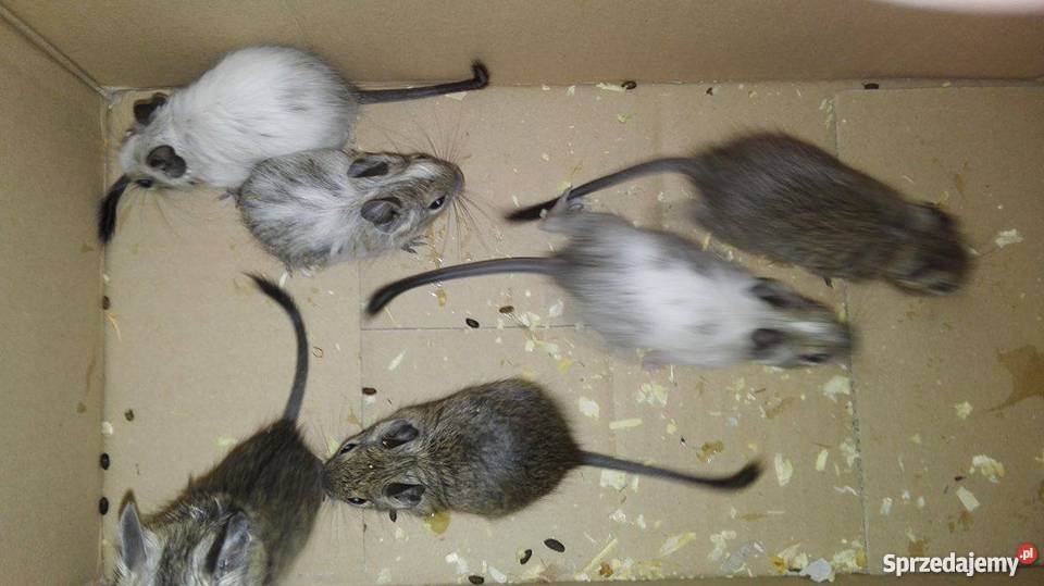 koszatniczki małe Kartuzy