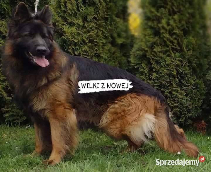 Sprzedam Owczarki Niemieckie piękne szczeniaki Dąbrowa Tarnowska