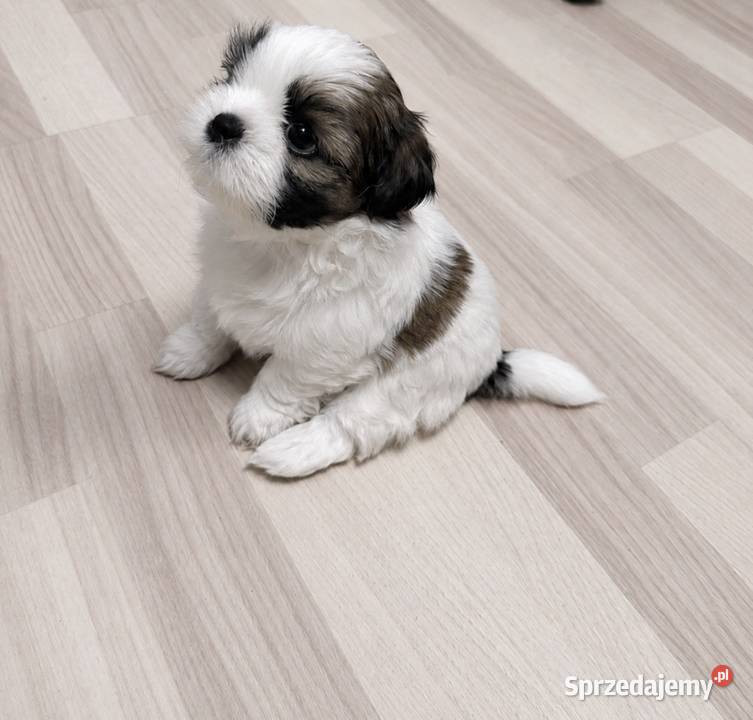 Shih Tzu suka dziewczynka przebadane Chojnice