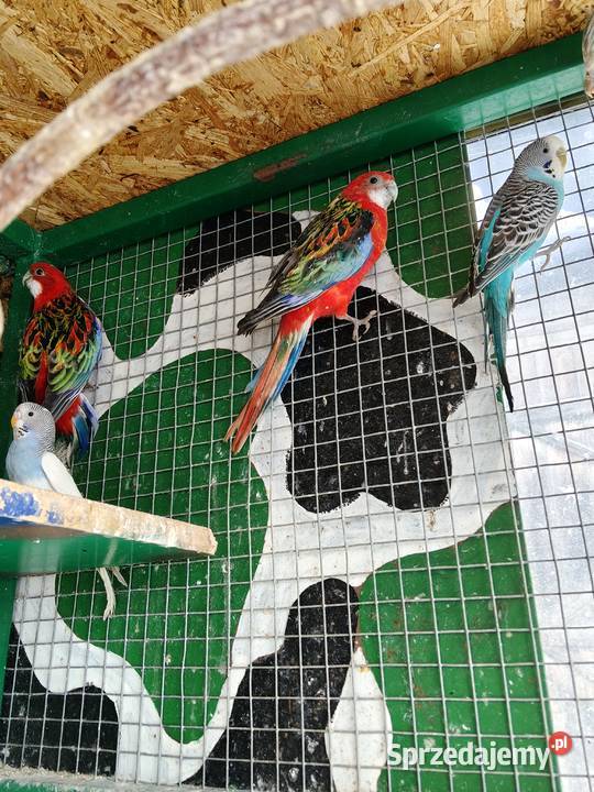 Sprzedam samicę rozelli białolicej