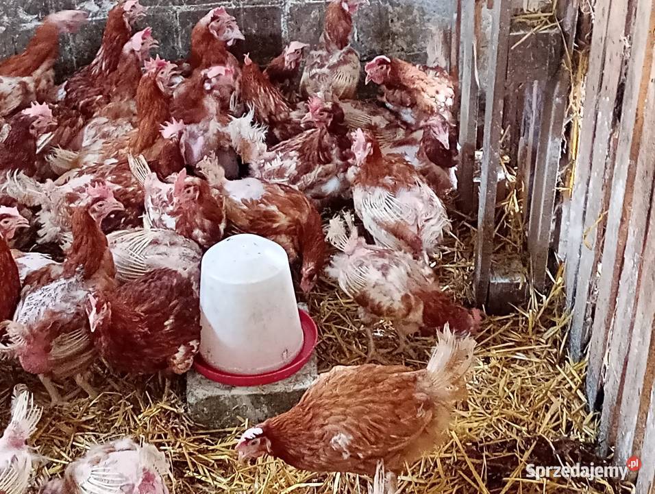 SPRZEDAM kury nioski Tetra 11 miesięczne z Wierzbinek