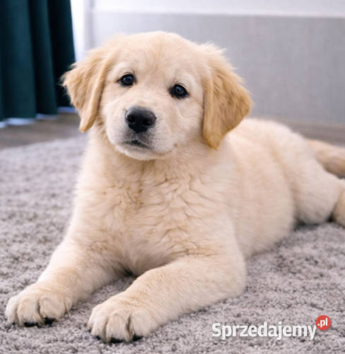 Piesek Golden retriever 4msc Rodowód Paszport sprzedam