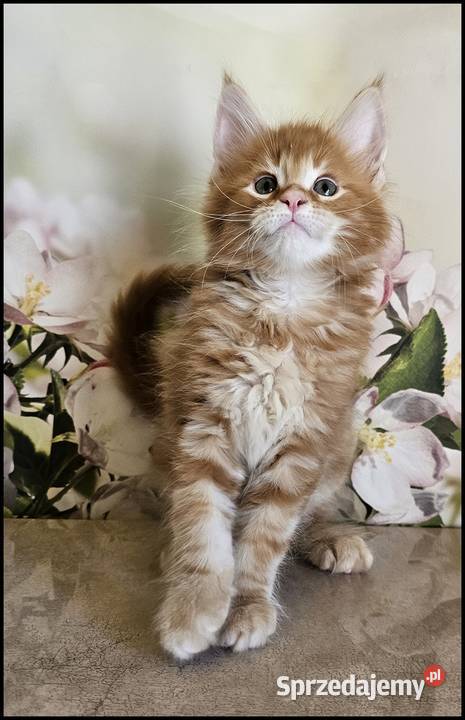 Kocurek Maine Coon Noyan Kraków