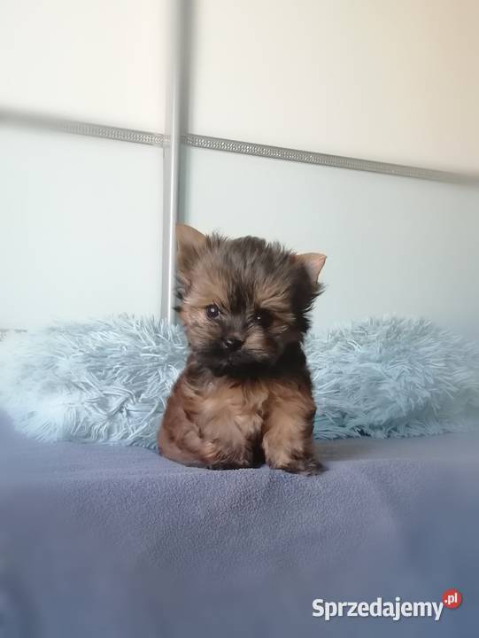 Chłopiec XXS yorkshire terrier York Skawina