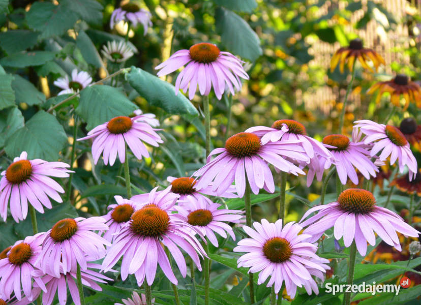 JEŻÓWKA WĄSKOLISTNA Echinacea - sadzonki w doniczkach