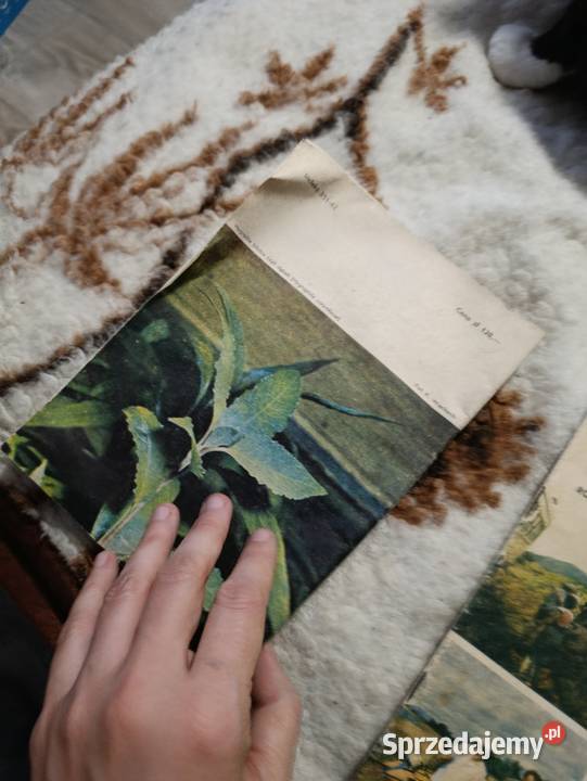 dwumiesięcznik polskiego związku akwarystów Poznań