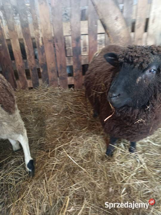 Baran czarny tryk z wiosny 2025 łódzkie Kolonia Lipnik sprzedam