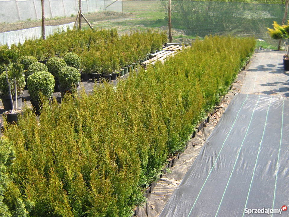 Tuja szmaragd 55zl Idealna na żywopłot Tuje 50