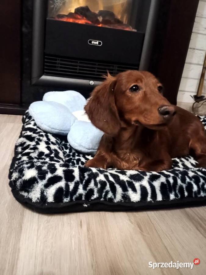 Jamnik długowłosy miniaturowy piesek Radziejów