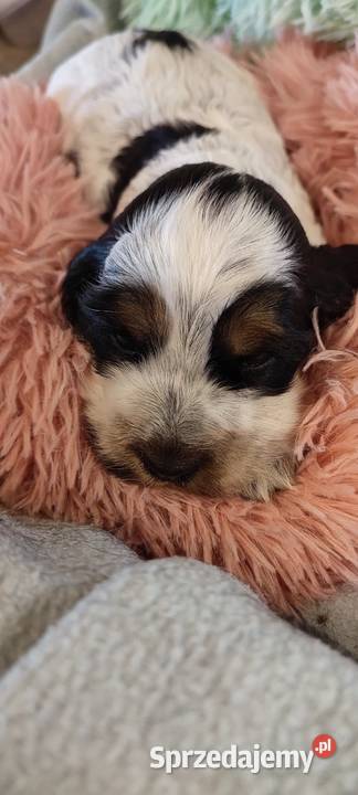 Szczenięta cocker spaniel angielski blue roan